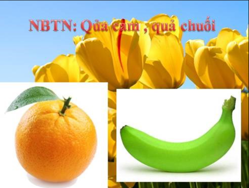 Giáo án điện tử NBTN  Quả cam - quả chuối 