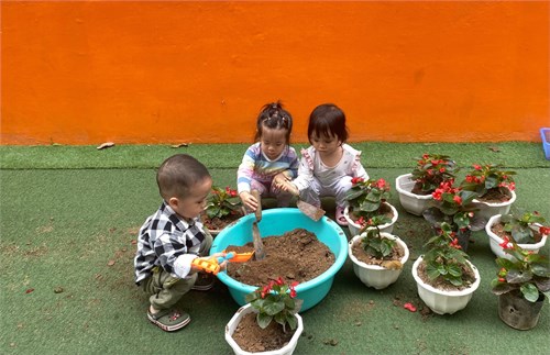 Hoạt động: Tết trồng cây của các bé lớp NT - D2