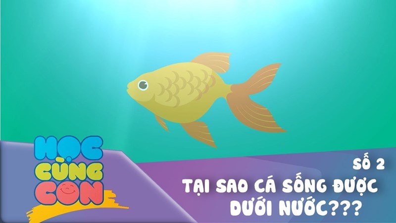 Học cùng con | VTV7 | Số 2 : Tại sao cá sống được dưới nước | Ba ơi, tại sao nhỉ???