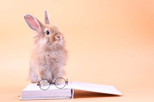 Truyện: Chú Thỏ thông minh.