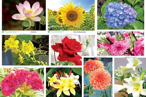 Tìm hiểu một số loài hoa