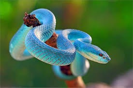 Bài thơ con rắn