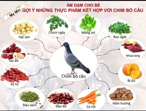 Thực phẩm kết hợp với chim câu để được món ăn bổ dưỡng