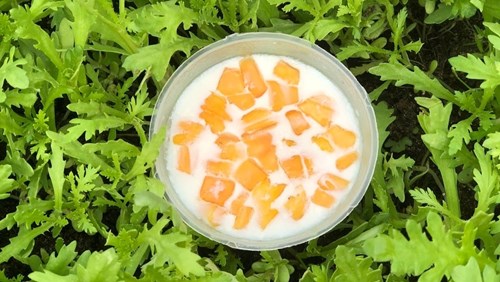 2 Cách làm sữa chua mít ngon mát lạnh hấp dẫn đơn giản tại nhà