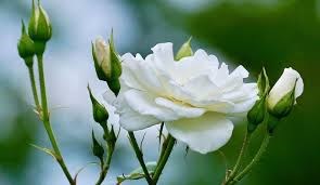 Hoa hồng hoa trắng