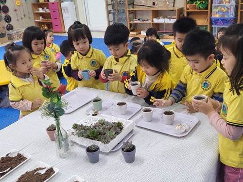 Các bạn lớp mẫu giáo bé C1 với hoạt động trải nghiệm trồng sen đá