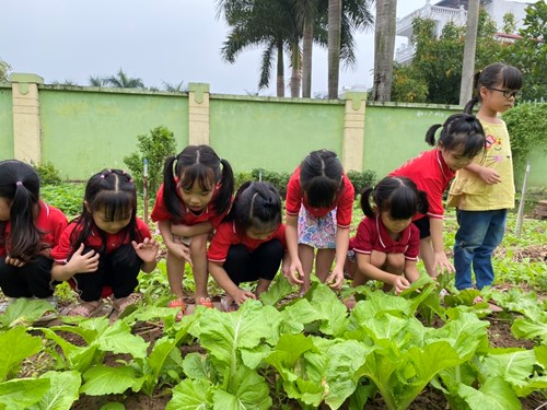 Các bạn nhỏ lớp MGL A2 khám phá vườn rau nhà trường!