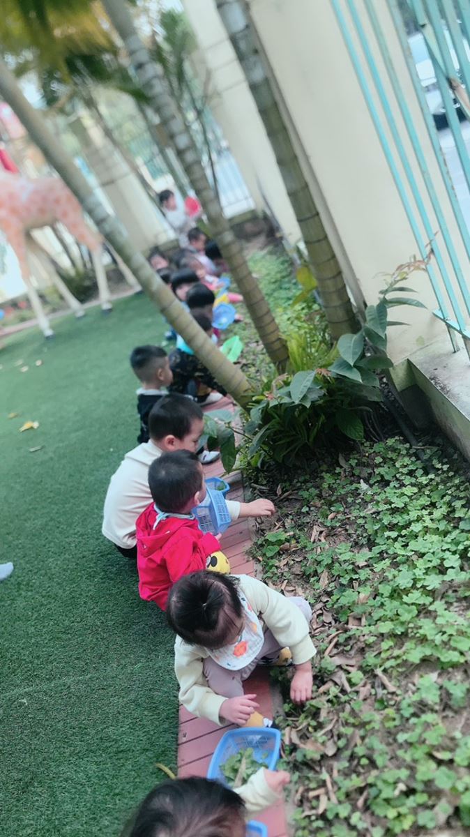 Ảnh các bé lớp nhà trẻ D1 tham gia hoạt động nhặt cỏ ở khu vườn cổ tích