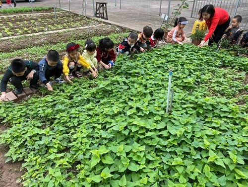 Các bạn nhỏ lớp MGN B2 tham quan vườn rau của trường.