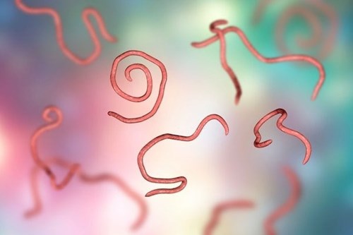 Bệnh giun lươn – bệnh truyền nhiễm bị lãng quên