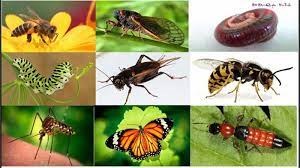 Một số loài côn trùng
