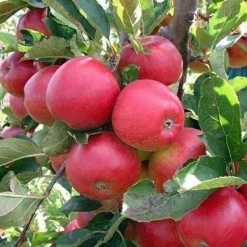 Cây táo đỏ