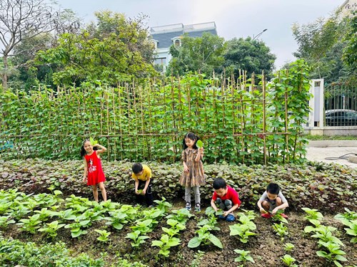 Hoạt động chăm sóc và thu hoạch rau của các bạn nhỏ trường mầm non Chất lượng cao Đô thị Việt Hưng