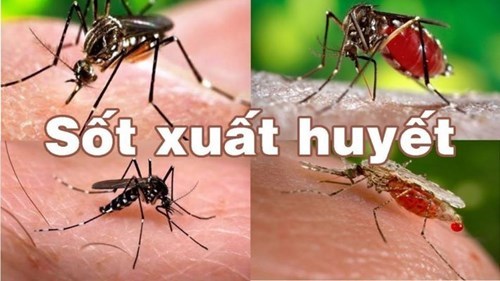 Số ca mắc sốt xuất huyết tại Hà Nội tăng nhanh