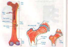 Khám phá hệ xương: cấu tạo và chức năng của xương