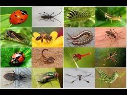 Khám phá thế giới côn trùng