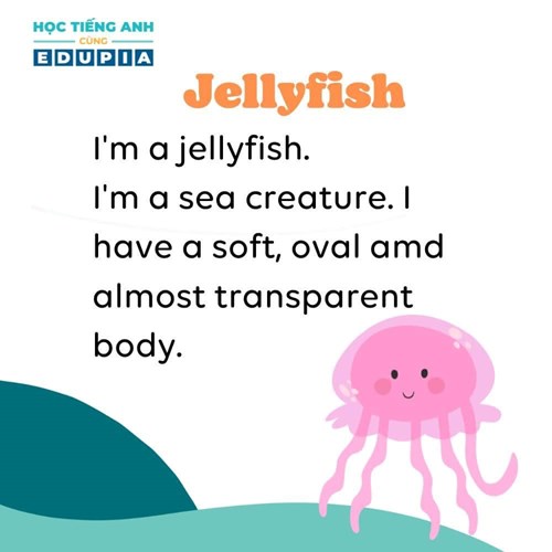 Bài đọc:  jellyfish 