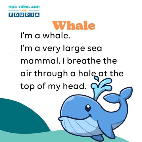 Bài đọc:  Whale 