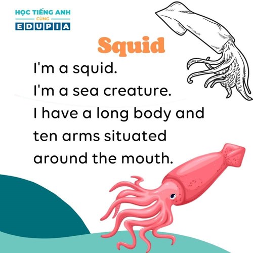 Bài đọc : Squid