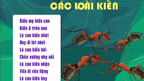 Đồng dao : Các loài kiến