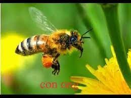 Câu đố về con ong