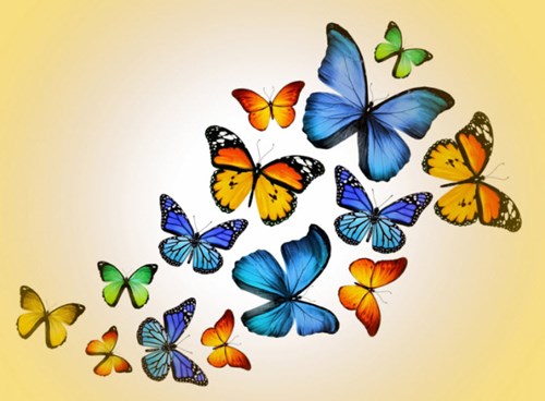 Bài thơ: Đàn bướm
