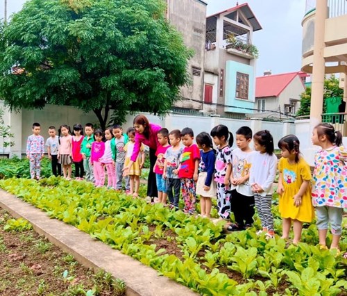Các bé lớp mẫu giáo lớn A1 với hoạt động thăm vườn rau trong trường.