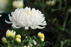 Truyện: Bông hoa cúc trắng