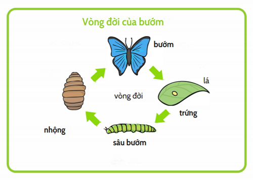 Tìm hiểu vòng đời phát triển của bướm