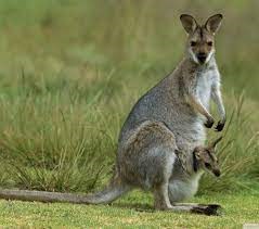 Chuột túi – kangaroo