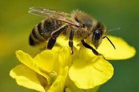  Câu đố con ong 