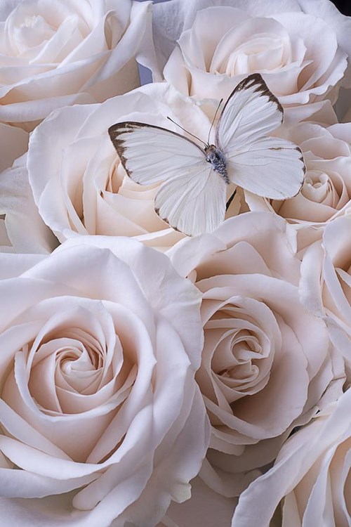 Bài thơ: Con bướm trắng