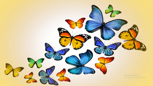 KP: Vòng đời của bướm