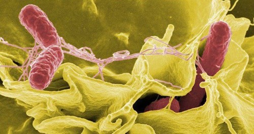 Nguy cơ nhiễm Salmonella gây ngộ độc, cần chú ý gì khi chế biến thực phẩm?