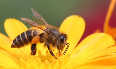 Thơ: Đàn ong vàng chăm chỉ