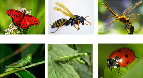 Tìm hiểu về 1 số loại côn trùng