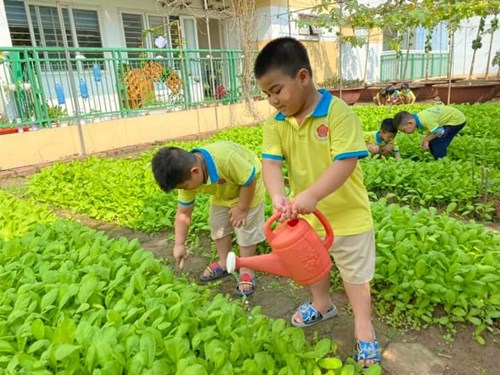 Các bạn lớp MGL A3 đã giúp các cô bác cấp dưỡng chăm sóc và thu hoạch vườn rau