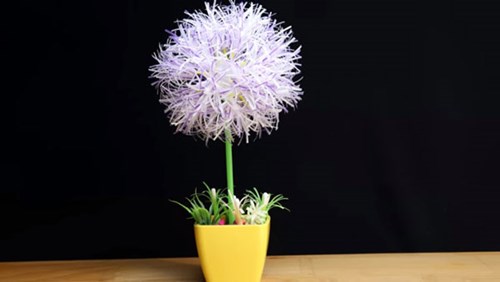 Hướng dẫn làm hoa cẩm tú cầu bằng ống hút độc đáo siêu dễ