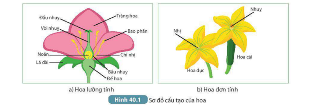 Khoa học - Bài 51: Cơ quan sinh sản của thực vật có hoa