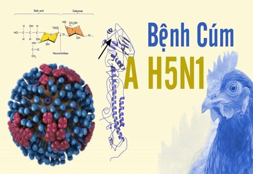 Khuyến cáo phòng, chống cúm gia cầm A(H5N1)