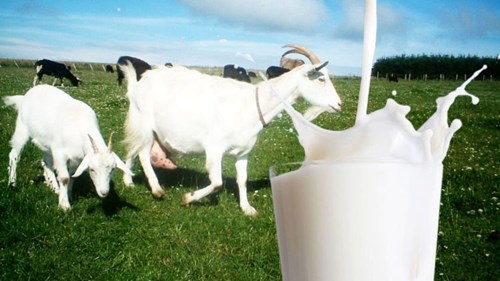 Sữa dê có tốt cho trẻ hay không?