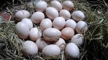 Tìm hiểu về lợi ích khi cho trẻ ăn trứng