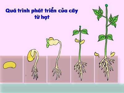 KPKH: Quá trình phát triển của cây từ hạt (Hạt đỗ)