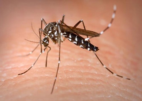 Phòng chống do virus Zika và sốt xuất huyết
