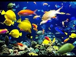 Bé khám phá đại dương tìm hiểu về các loại cá