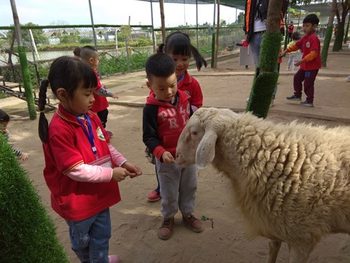 Trường mầm non Chim Én tổ chức cho các bé đi thăm quan nông trại giáo dục 