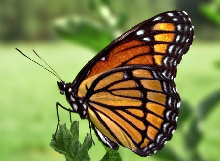 KPKH : Khám phá    Sự phát triển của con bướm 