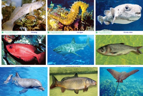 Khám phá khoa học: Động vật sống dưới nước
