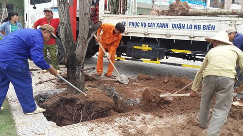 Trường mầm non Đô thị Việt Hưng tổ chức ngày hội trồng cây
