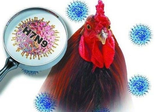 Khuyến cáo phòng chống cúm A-H7N9 ở người 